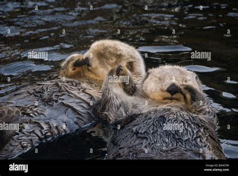 Captive Two Sea Otters Holding Paws At Vancouver Aquarium In Vancouver