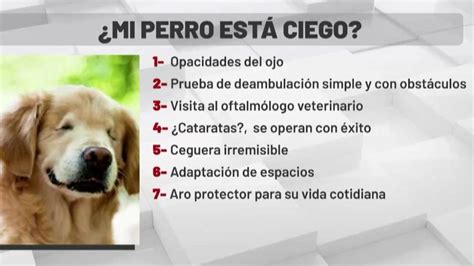 Resumen De 15 Artículos Como Saber Si Mi Perro Tiene Cataratas