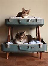 Pictures of Cat Beds India