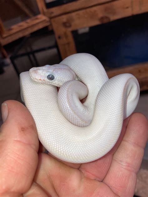Female Blue Eyed Lucy Ball Python By Reptile Mart Morphmarket