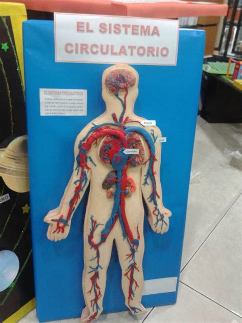 Sistema Circulatorio Sistema Circulatorio Cuerpo Humano Maquetas