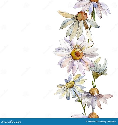 White Daisy Floral Botanical Flower Watercolor Background Illustration