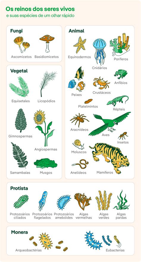 Classificação Dos Seres Vivos Os 5 Reinos Biológicos Iberdrola