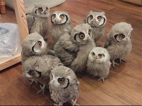 Pin By Kelie Burford On Nonhuman Lovelies Cute Baby Owl Baby Owls Owl