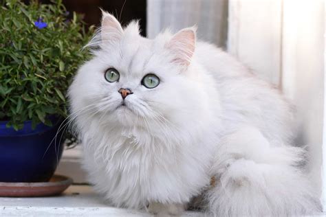 White Persian Cat Info Genetics Traits And Faqs With Pictures
