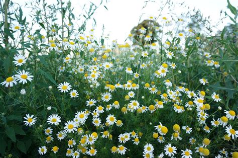 The Process Of Growing Chamomile A Comprehensive Guide For South