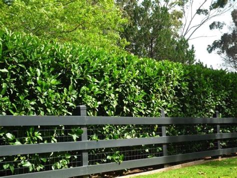Fastest Growing Evergreen Shrubs For Privacy Best Home Gear Garden