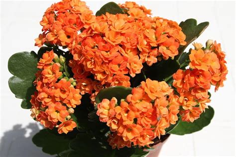 Planta Kalanchoe Cuidados Y Para Qu Sirve Gu A Completa Con V Deo