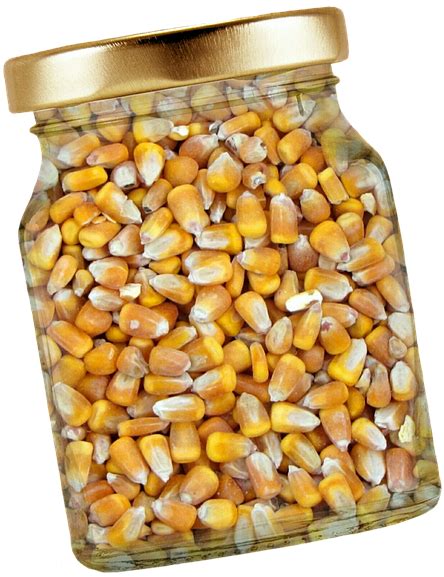 Download Corn Glass Lid Corn Kernels Isolated Exemption Jagung Kuning