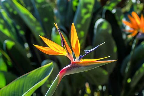 Is Bird Of Paradise Toxic To Dogs
