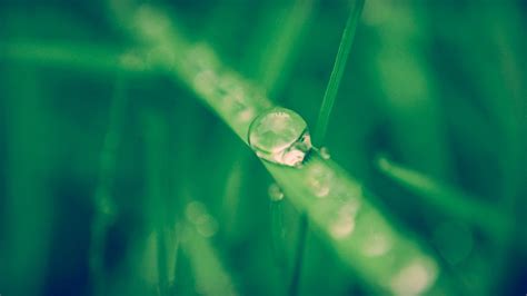 Wallpaper Sunlight Grass Plants Water Drops Green Underwater