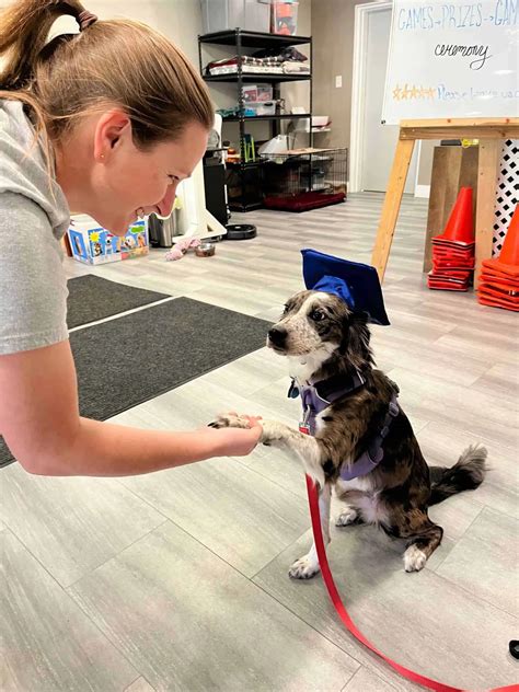 How Long Are Petsmart Puppy Training Classes