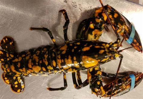 Resep warna hitam napthol : Cantiknya! Lobster Langka dengan Warna Hitam dan Bintik Oranye