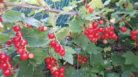 This Week I Will Mostly Be Harvesting Red Currants Week 4 YouTube