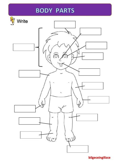 The Parts Of The Body Interactive And Downloadable Worksheet Check