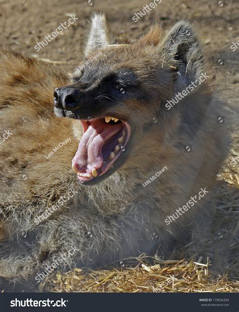 Spotted Hyena Mouth Open Stock Photo 179656349 Shutterstock