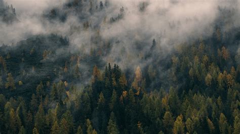 37 Foggy Forest Wallpapers Wallpapersafari