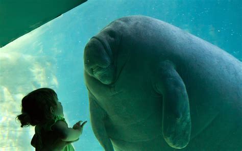 Baby Manatee Wallpapers Top Free Baby Manatee Backgrounds