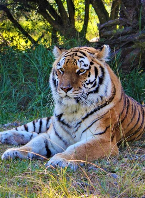 siberian tiger jukani wildlife sanctuary plettenberg bay south africa