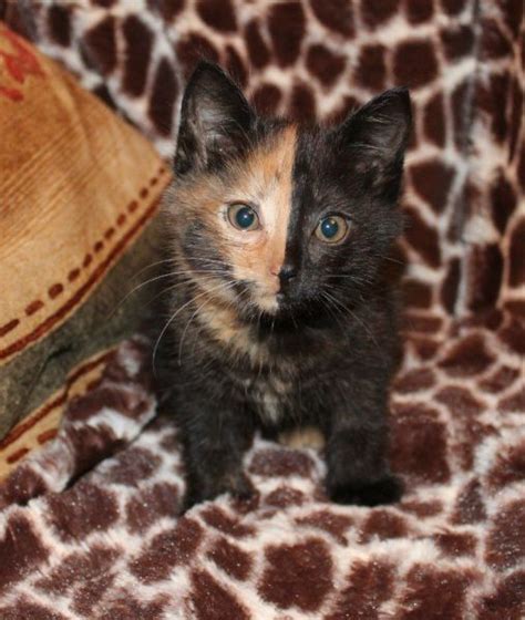 17 Best Images About Chimera Cats On Pinterest Calico