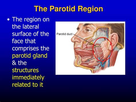 Ppt The Parotid Region Powerpoint Presentation Id659390