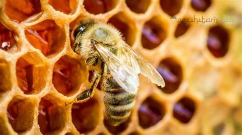 Lebah Dan Madu Dalam Al Quran Ternyata Inilah Keistimewaannya