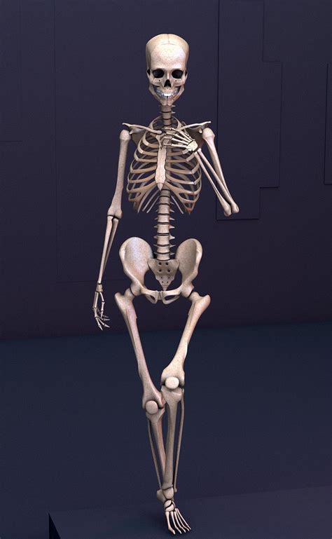 Rigged Human Skeleton 3d Model Human Skeleton Skeleton Anatomy