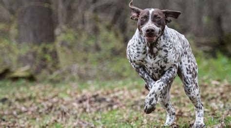German Shorthaired Pointer Breed Information Facts Pictures And More
