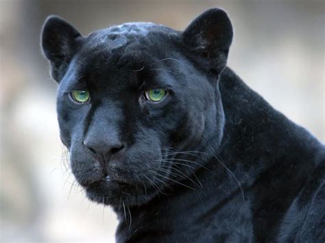 10 Best Black Panther Images On Pinterest Black Panthers Black Cats