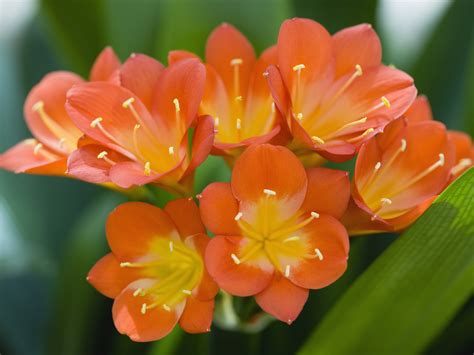 Fire Lily Plant 101 Orange And Yellow Flowers Clivia Miniata Genus