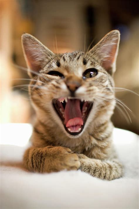 Close Up Of Domestic Cat Yawning And Photograph By Noah Clayton Fine