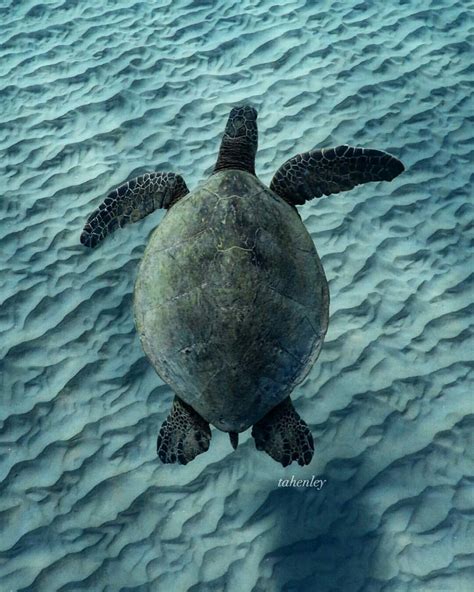 Sea Turtle by TA Henley | Turtle, Sea turtle, Turtle love