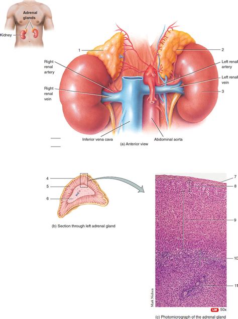 Adrenal Glands Diagram Quizlet