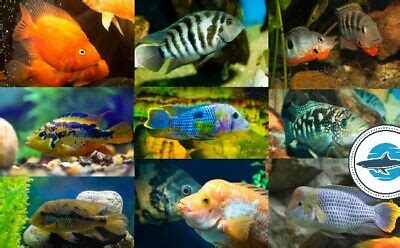 Assorted South American Cichlid Goodjoseph LIVE Fish Store