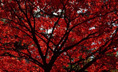Maple Leaf Tree Wallpapers Top Free Maple Leaf Tree Backgrounds
