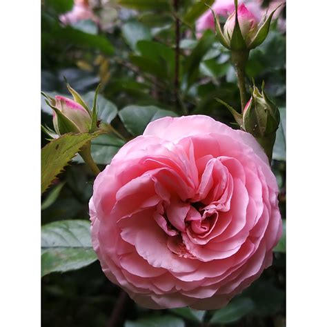 Rosa Mini Eden Rose Rosier Arbustif Ou Petit Grimpant Une Version