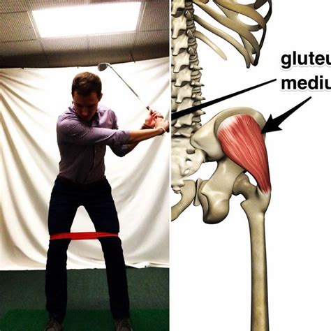 The Gluteus Medius Muscles Are Major Hip Stabilizers When We Are