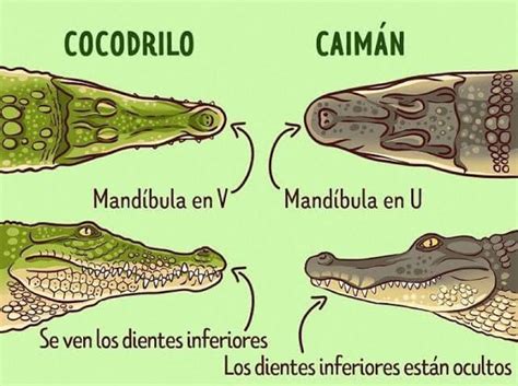 Conoce Las Diferencias Entre Un Caimán Y Un Cocodrilo