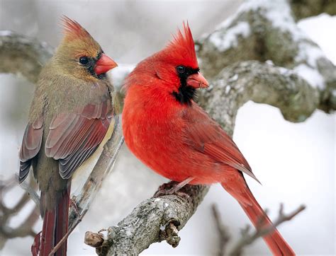 A Pair Of Cardinals On Snow Covered Branch A Photo On Flickriver