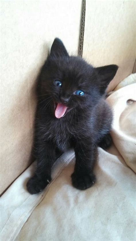 Wazaaaaaa Lol Reminds Me Of My Cat Adorable Black Black Kitty Black