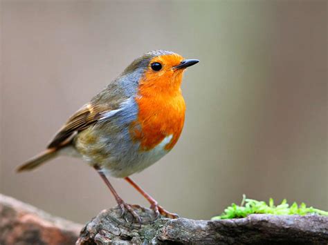 19 Common British Birds In Your Garden Lovethegarden