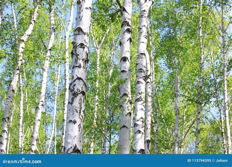 Beautiful Young Birch Trees With Green Leaves Stock Image Image Of
