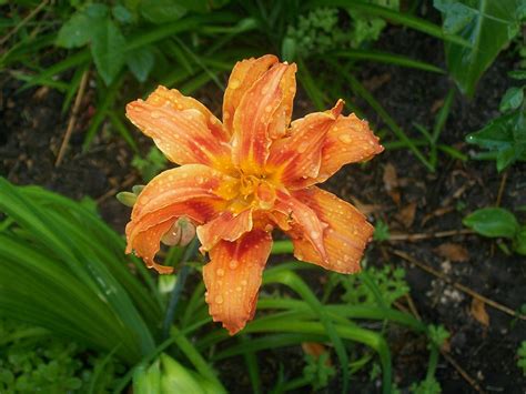 2560x1440 Wallpaper Orange Petaled Flower Peakpx