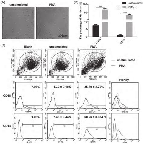 Il 21 Regulates Macrophage Activation In Human Monocytic Thp 1 Derived