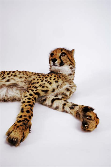 Cheetah Acinonyx Jubatus Against White By Martin Harvey