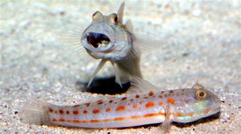 Buy Orange Spot Diamond Goby Saltwater Fish Sale Vivid Aquariums
