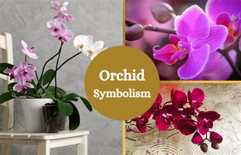 Orchids Symbolism And Meaning Symbol Sage