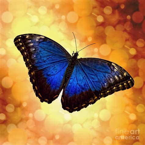 Blue Morpho Butterfly Bokeh Photograph By Terry Weaver