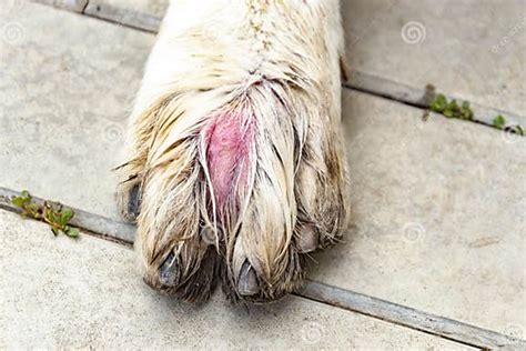 Dog`s Paw With Red Swelling Between The Toes Stock Photo Image Of