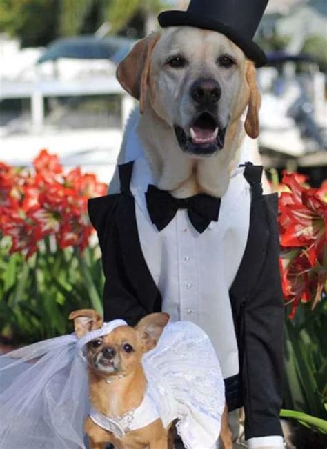 13 Adorable Animal Couples Getting Married Animal Silo